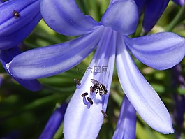 藍(lán)花,agapanto,昆蟲