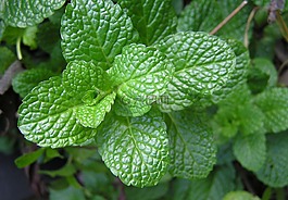草本植物,薄荷,食品