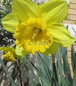 喇叭花,關閉,注冊