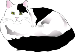 貓,黑,白