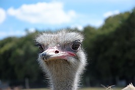 鴕鳥(niǎo),動(dòng)物,動(dòng)物園