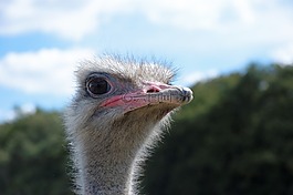 鴕鳥(niǎo),動(dòng)物,動(dòng)物園