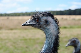 emeu,動物園,動物