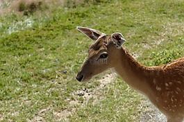 絨面革,動物,動物園