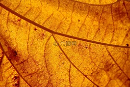 葉,結(jié)構(gòu),秋葉