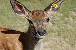 絨面革,動物,動物園