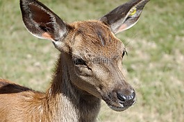 絨面革,動物,動物園