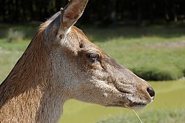 絨面革,動物,動物園