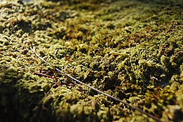 moss,森林,大自然