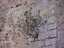 植物,墻上,吊墜