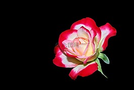 花,開花,玫瑰