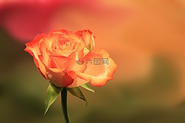 花,開花,玫瑰