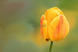 花,開花,黃色