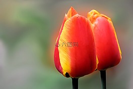 花,開花,紅色黃色