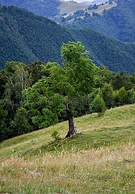 樹(shù),山,旅行