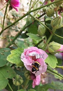蜀葵,花卉,熊蜂
