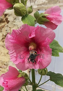 蜀葵,鮮花,熊蜂