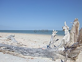 海灘,漂流木,沙