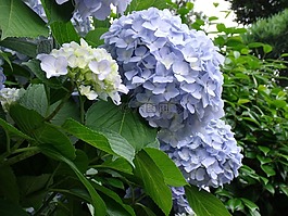 繡球花,藍(lán)色的花,植物