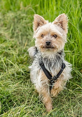 狗,約克郡,小獵犬