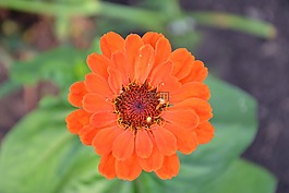 百日草,花卉,紅色