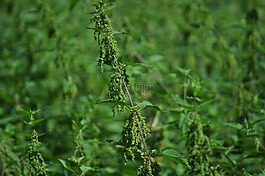 蕁麻,性質(zhì),綠色