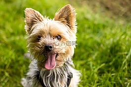 約克郡,小獵犬,狗