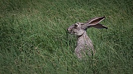 杰克兔,野生動物,草