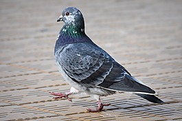 鴿子,動(dòng)物,鳥