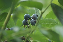 藍(lán)莓,水果,美味