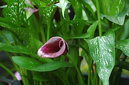 馬蹄蓮,鮮花,花園