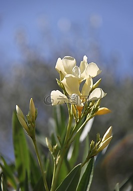 花,白,廠