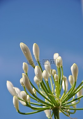 開花,芽,花