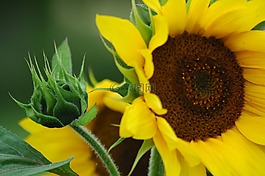太陽花,花園,花