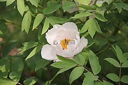 牡丹,花朵,花
