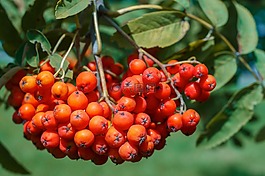 洛恩,莓果,紅色