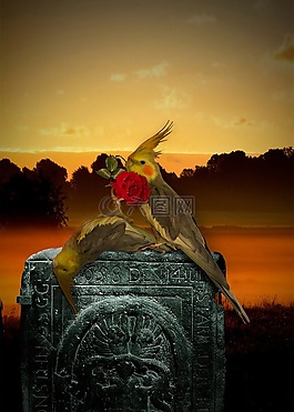 鳥,死亡,墳場