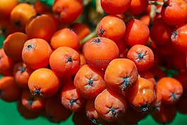 洛恩,莓果,紅色
