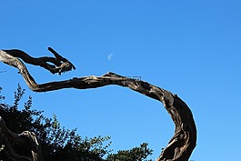 月亮,树,天空