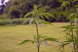 大麻,植物,農(nóng)場