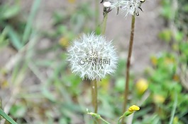 蒲公英,草,春