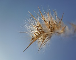 草,種子,天空