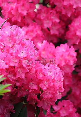 映山紅,花,春天