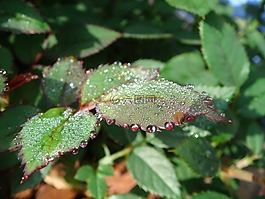植物區(qū)系,性質(zhì),露