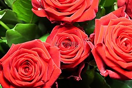 玫瑰,鮮花,紅玫瑰