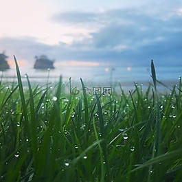 清晨的露水,草坪,草