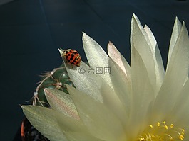 動(dòng)物區(qū)系,昆蟲,甲殼蟲