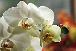 蘭花,潔白的花朵,花