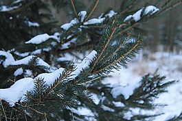 树,雪,杉木