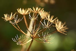 女王安花邊,秋天,秋